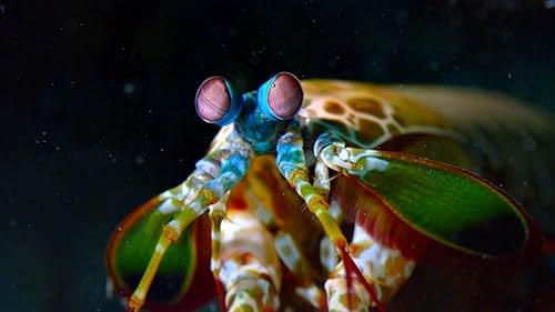 Dolphin Reef: Echo And Mr. Mantis