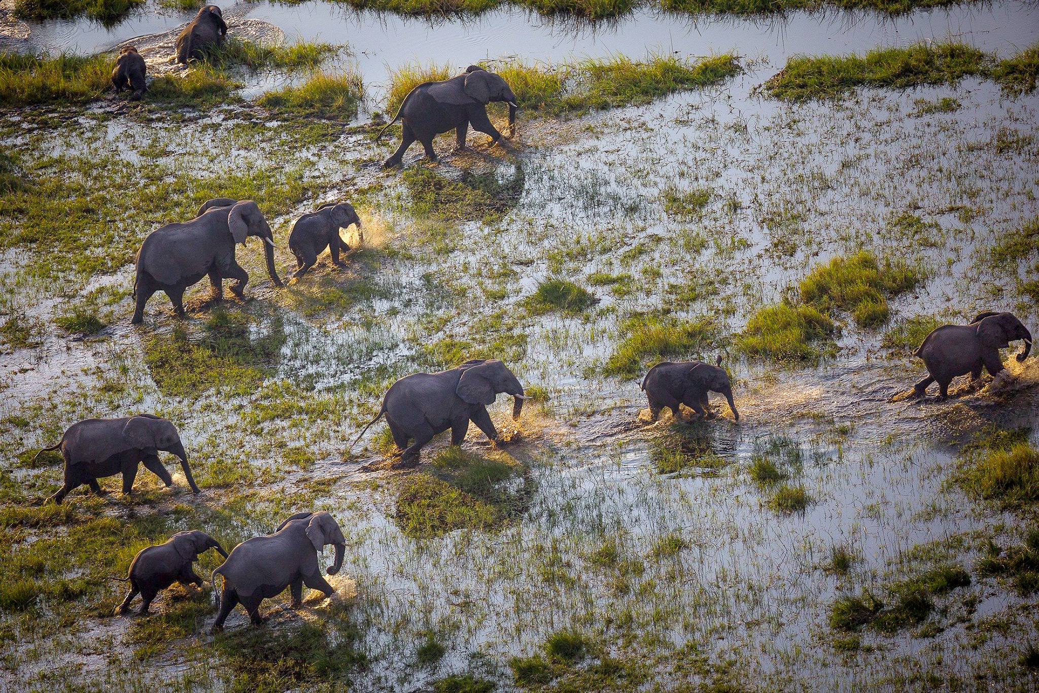 Into the Okavango (2018)