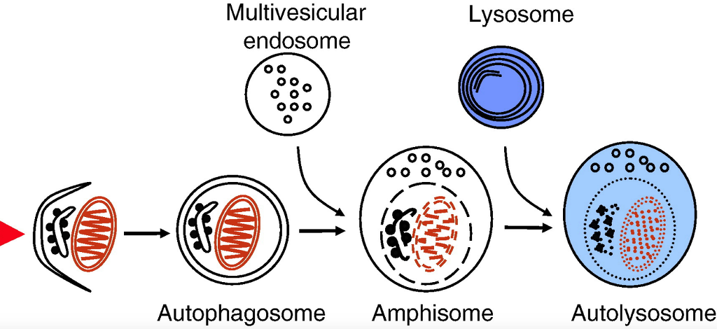 Re:Re:Autophagy: A lysosomal degradation pathway with a central role in ...