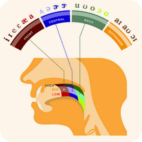 Where Our Bodies Produce Speech - Paperblog