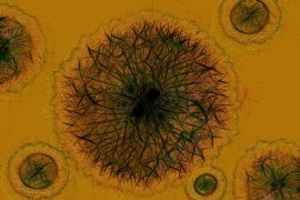 coronavirus_madras_courier