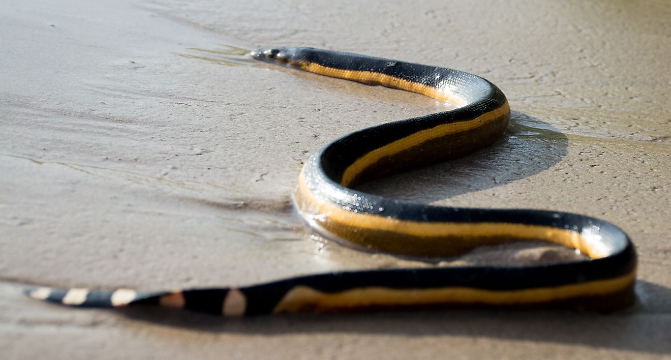 These aquatic repiles are sometimes spotted around New Zealand's shoreline. 