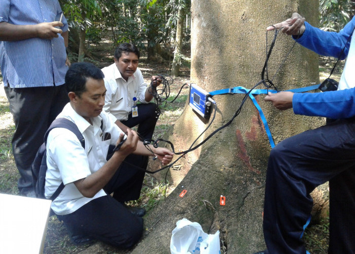 Cegah Pohon Tumbang, Pemkot Malang Aktifkan Alat Deteksi Pohon dan  Tim Siaga 24 Jam 