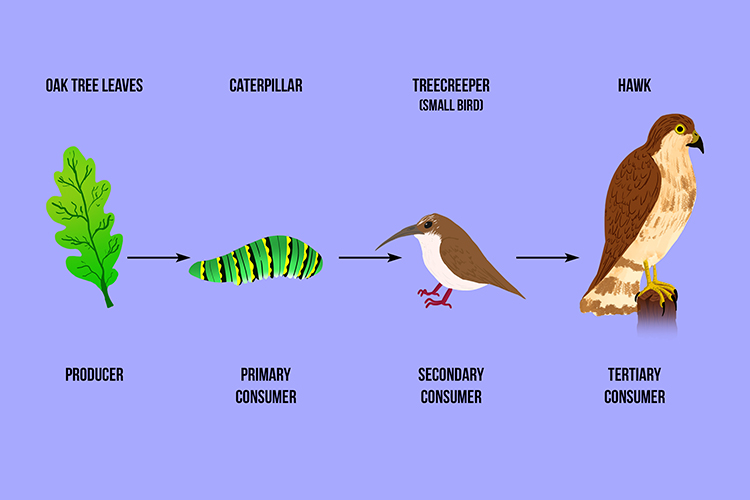 A tropic level is a nutritional stage in food chain