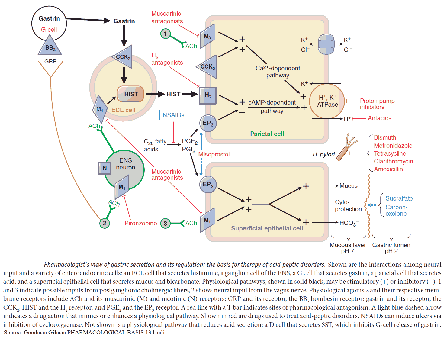 Gastric Secretion and its Regulation - the Basis for Therapy of GERD and Peptic Ulcer Disease