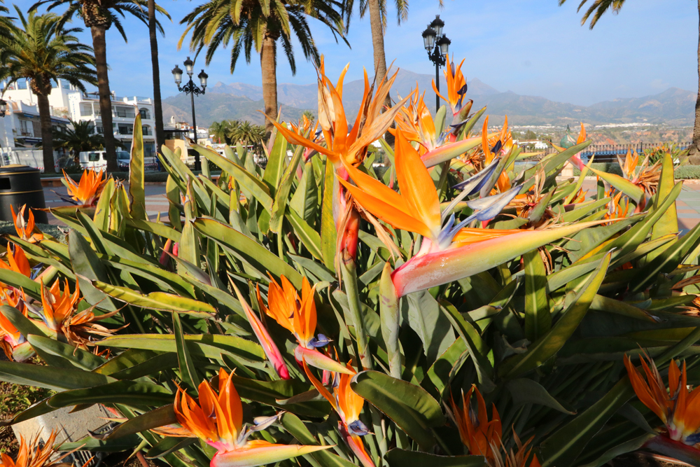 Plants and Flowers of the Costa del Sol