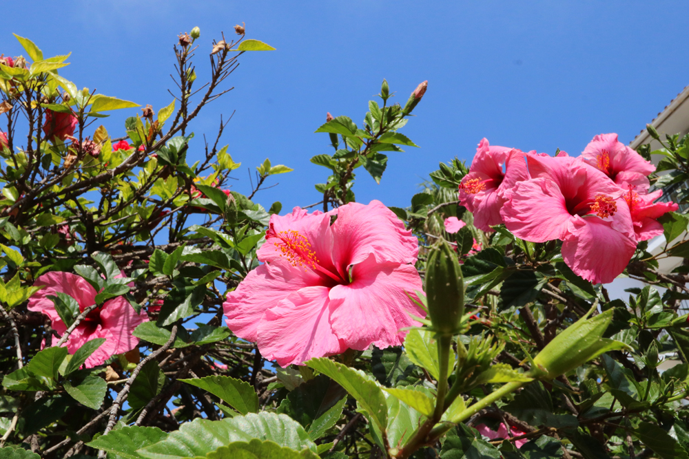 Plants and Flowers of the Costa del Sol