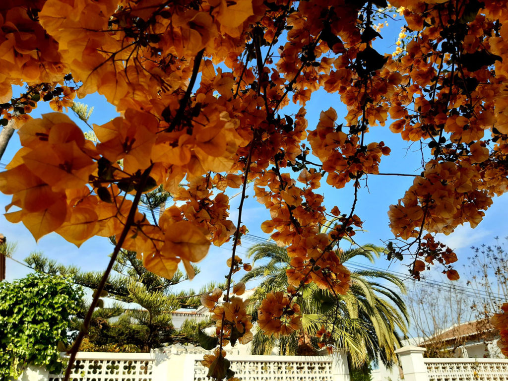 Plants and Flowers of the Costa del Sol