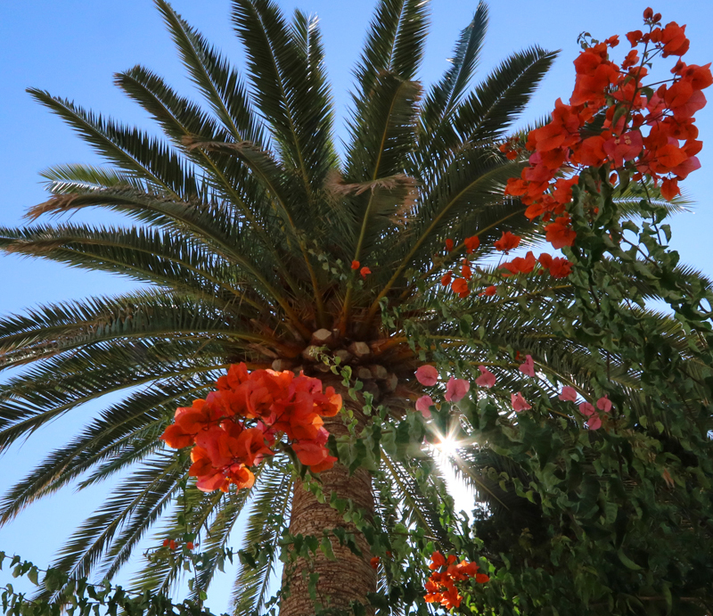 Plants and Flowers of the Costa del Sol