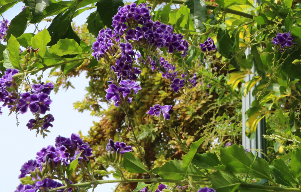 Plants and Flowers of the Costa del Sol