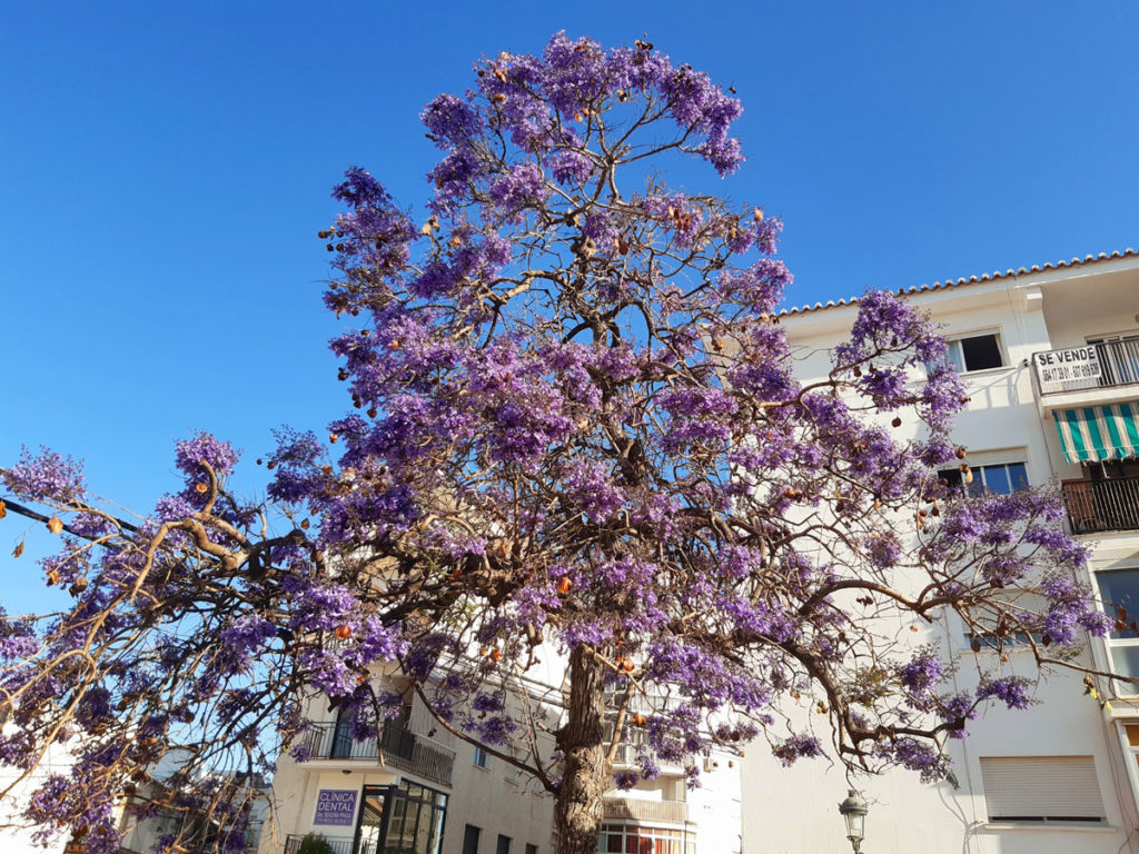 Plants and Flowers of the Costa del Sol