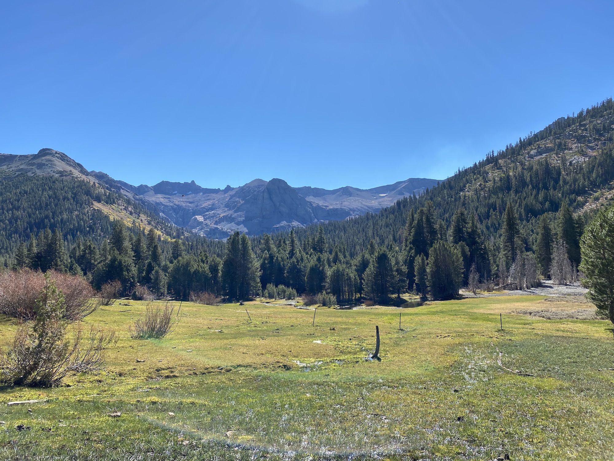 A mountain meadow