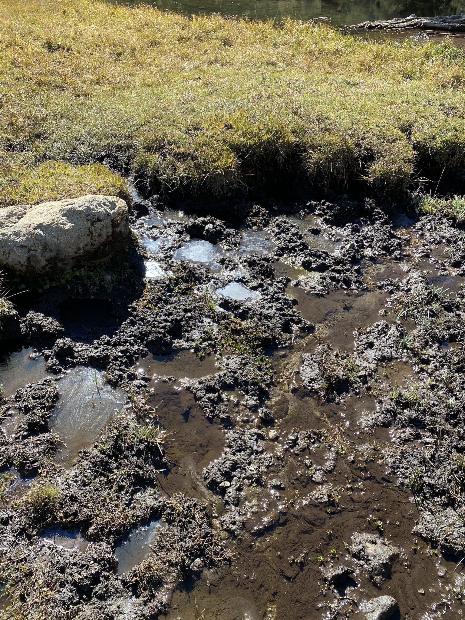 Mud with cow prints