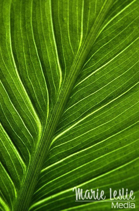 green leaf close-up