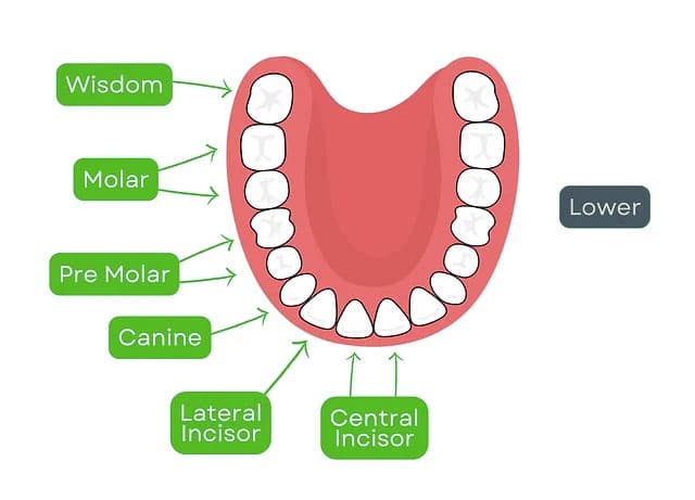 Classification of Teeth | An In-Depth Overview