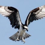 Osprey with wings wide out