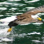 Bald Eagle just above the water, flying off with a fish