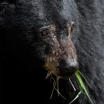 bear with grass in his mouth