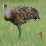 tall bird and tiny chick just visible in the grass