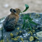 pika with small branch of leaves in mouth