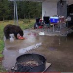 bear eating people's food