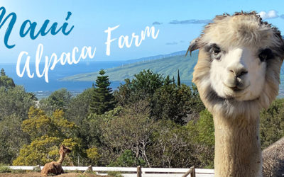 Maui Alpaca Farm tours