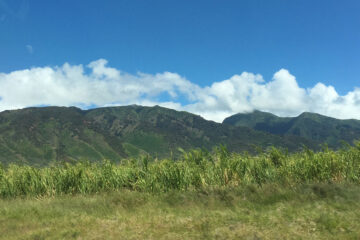 Hawaii Sugarcane West Maui