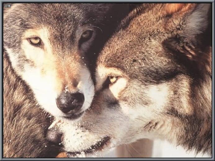 🔥 [50+] Wolves in Love Wallpapers | WallpaperSafari