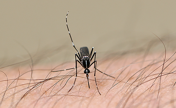 Asian tiger mosquito, Aedes albopictus, photo by JD Maclennan via iNaturalist