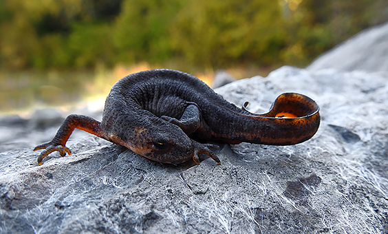 Northern banded newt, Ommatotriton ophryticus, photo by Natalia Bulbulashvili via iNaturalist