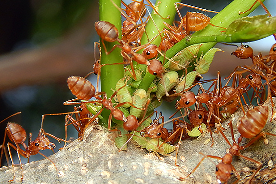 Asian weaver ant, Oecophylla smaragdina, photo by Pavan Ramachandra via India Biodiversity Portal