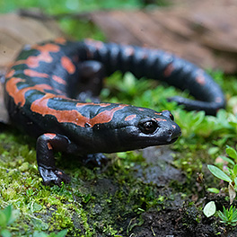 Lincoln's mushroomtongue salamander, Bolitoglossa lincolni, photo by Wouter Beukema via iNaturalist