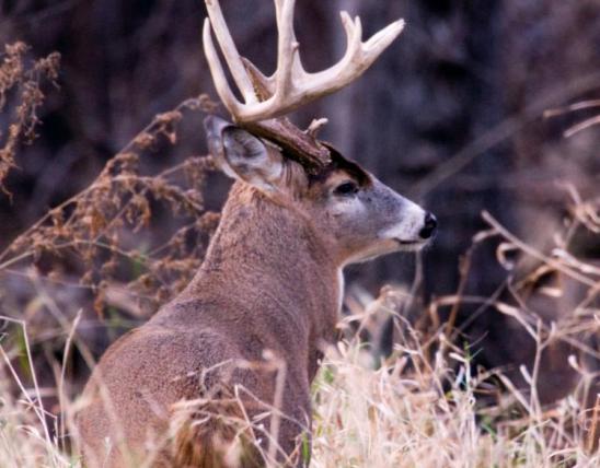 White tailed deer