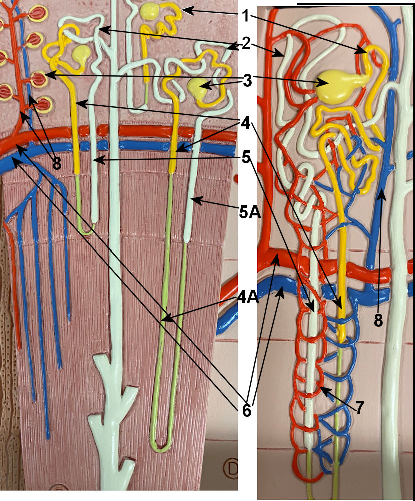 22.5: Anatomical Atlas - Urinary System - Medicine LibreTexts