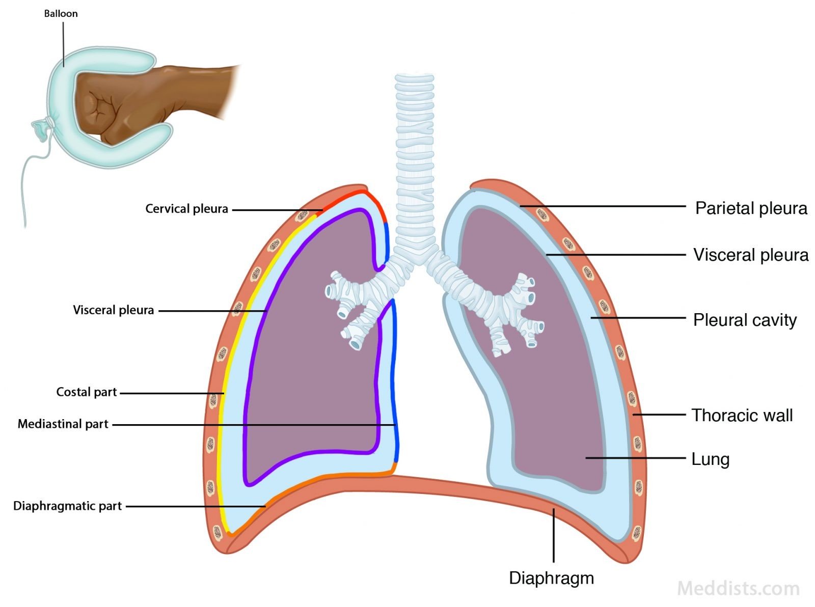 Rca Thorax Pleura And Lungs Flashcards | My XXX Hot Girl