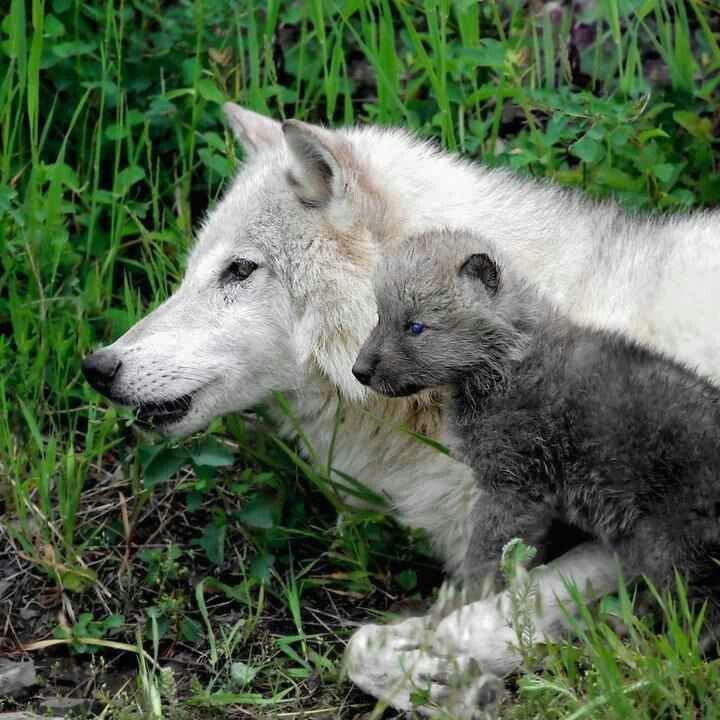 wolf mother and cub | Wonderful Animals | Pinterest