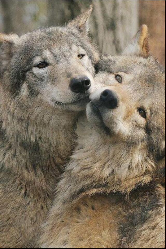 Wolf mates | Animals I love | Pinterest