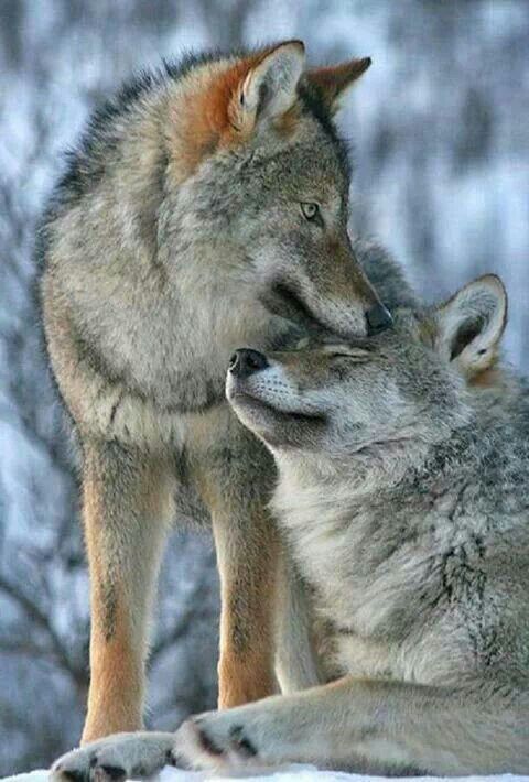 Wolf hug love | Totem | Pinterest