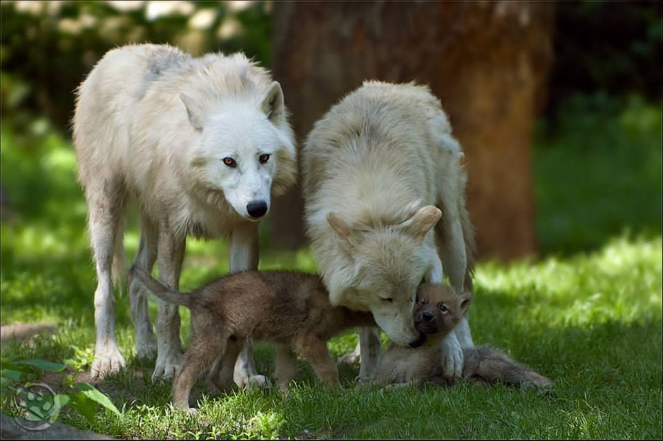 Gray Wolf Family | Protect the Wolves | Pinterest