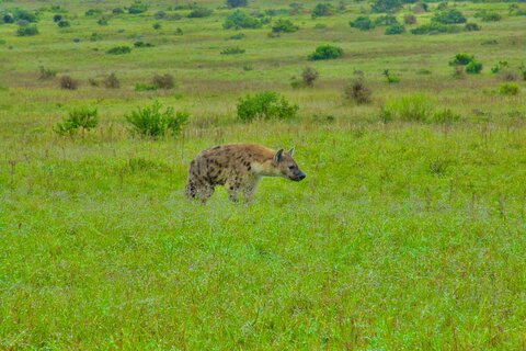 Addo Elephant National Park Tour with Professional Guide in Port ...