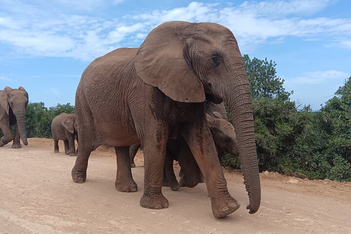 2024 (Kirkwood) Addo Elephant National Park Safari.