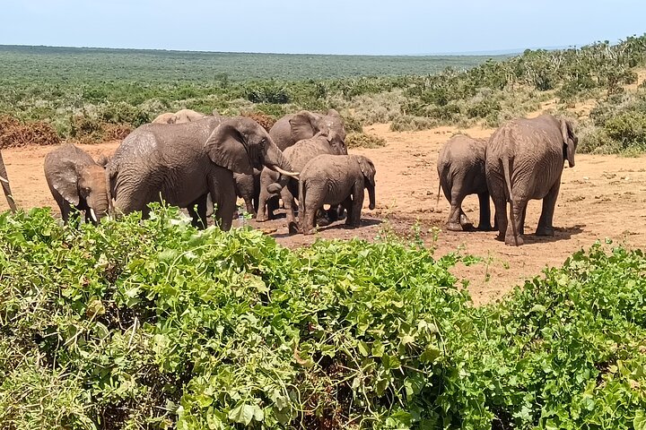 2024 (Kirkwood) Addo Elephant National Park Safari.