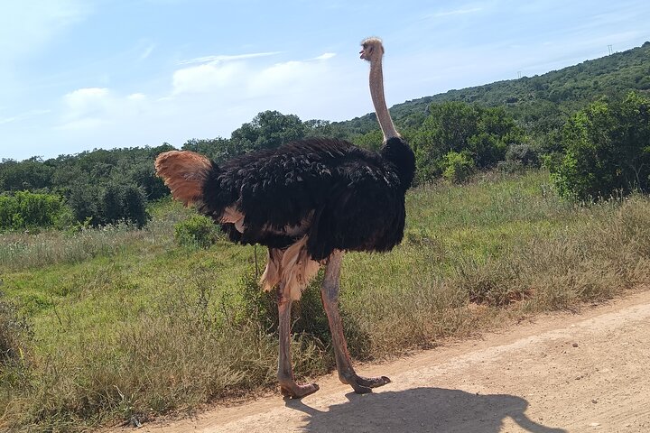 2024 (Kirkwood) Addo Elephant National Park Safari.