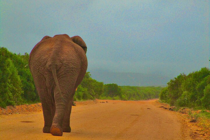 Addo Elephant National Park Tour with Professional Guide in Port ...