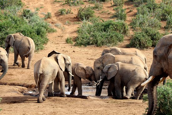 Addo Elephant Park with King Elvis - Review of Afroventures Tours ...