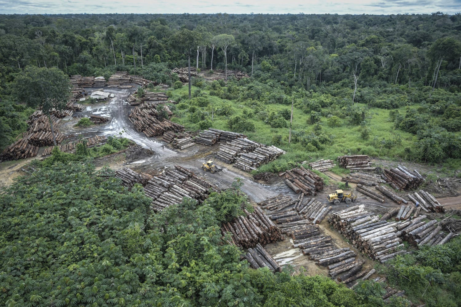 Environmentalists Fear Rampant Deforestation As Brazil S Bolsonaro Eyes New Policy