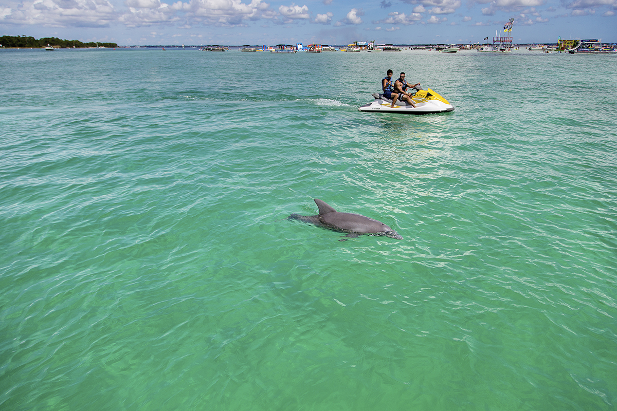 Destin Dolphins