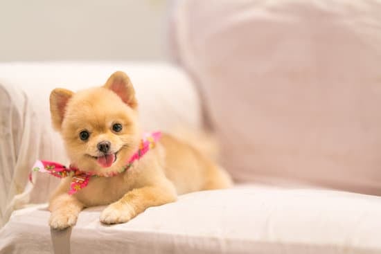 Cute Pomeranian dog breed