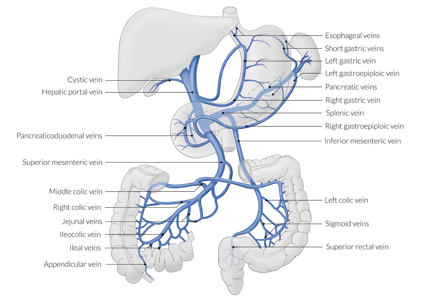 Liver Part 6 Blood Supply Venous Drainage Lymphatic D - vrogue.co