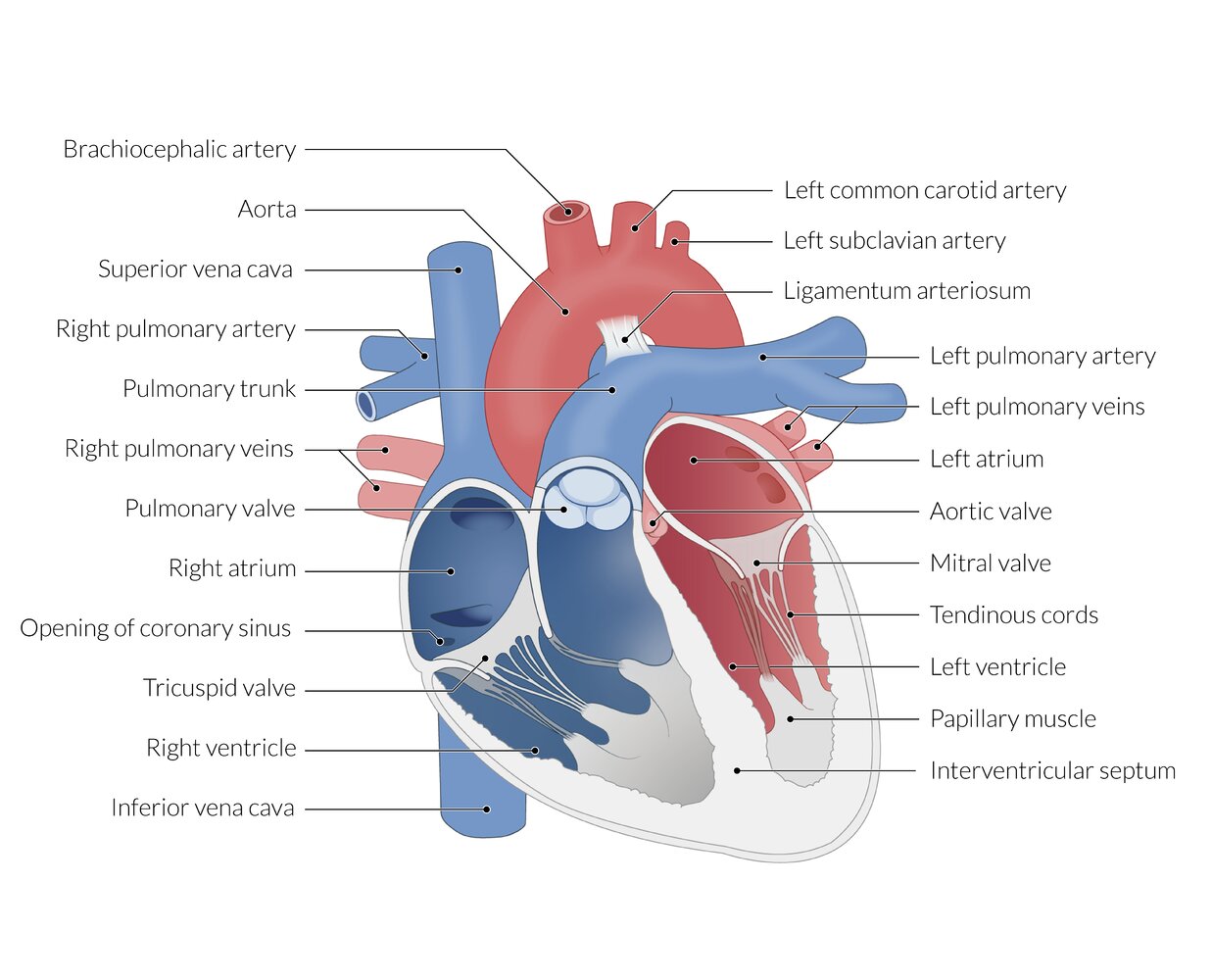 Atrioventricular Valve Function